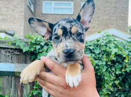 Merle bull terrier sale