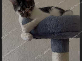 10 weeks old kitten for sale