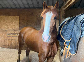 3 year old gelding