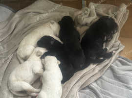 Huskador puppies