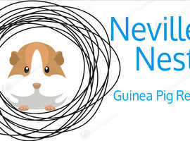Rescue Guinea Pigs