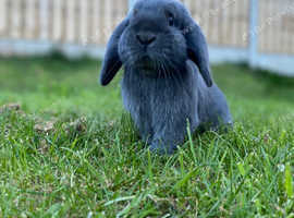 Mini lop for sale