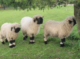 Valais Blacknose ewe and wether for sale