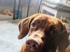 This beautiful female is a fine example of this breed