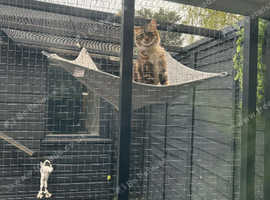Mainecoon female