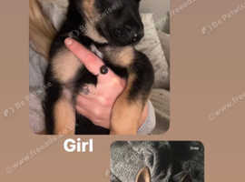 Belgian Mali pups