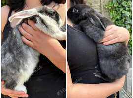 Nzw/Giant Pap/French Lop/California mix.