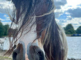 Lovely horse Mia we have no room for tow horses