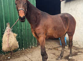 Rising 3 standardbred filly