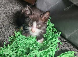 3 Bombay X Tuxedo kittens for sale