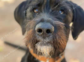 KC Registered GWP