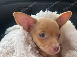 15 Week Old Chihuahua Puppy Female in Manchester M27 on Freeads ...