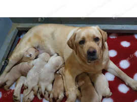 Labrador Retriever puppies