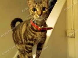 Female Tabby For Sale in Lincoln LN1 on Freeads Classifieds - Mixed ...