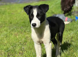 Reduced: Last smooth coated border collie puppy for sale