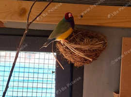 Male Gouldian finches