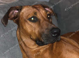Home needed for our ridgeback Layla