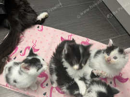 Beautiful long haired kittens ready to leave tomorrow.