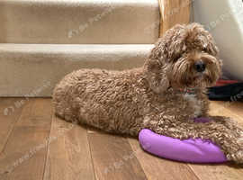 Looking for a Loving Home for Charlie