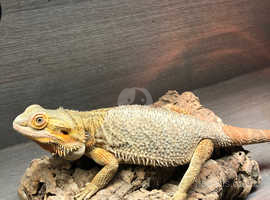 Citrus female bearded dragon 4 years old