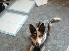 Border collie cross husky