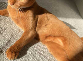 Stunning Pedogree Abyssinian TICA & GCCF Registered
