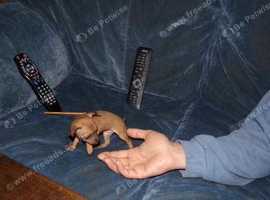 Miniature Pinscher for sale