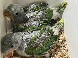 Baby HandRearing Friendly Super Tame Alexandrine Parrot,13