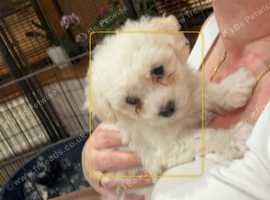 Pedigree bichon frise boy puppies