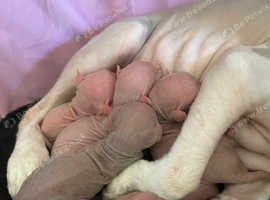 Sphynx elf kittens