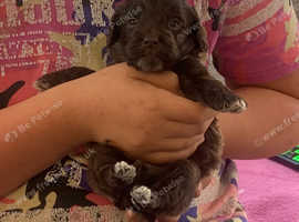 4 Stunning F1 boy cockerpoo puppies from a KC registered Pri clear Miniture full breed poodle & Full breed Cocker Spaniel