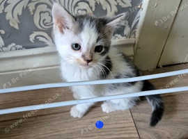 Part Maine coone kittens for sale