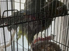 DNA Female Blue Fronted Amazon