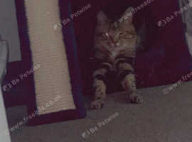 Tabby cat