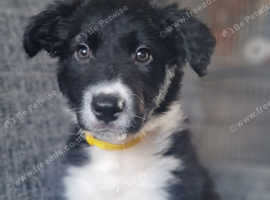 Gorgeous fluffy border collie puppy