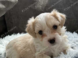 Morkie puppies