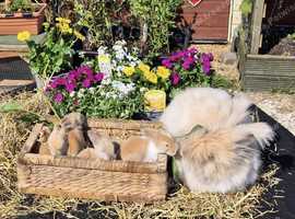Stunning Angora Baby Rabbits