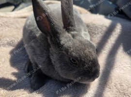Beautiful blue/grey mini rex boys