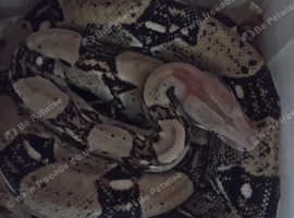 Bowa constrictor