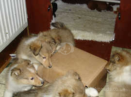 shetland sheepdog puppies
