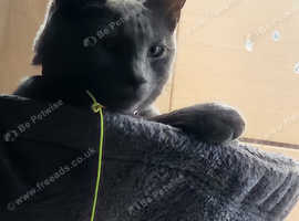 Lost cat