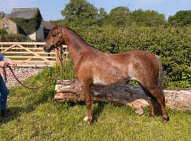 Pretty 128cm B Mare