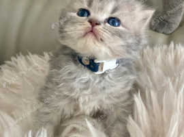 HEALTH TESTED BRITISH LONGHAIR MAINE COON KITTENS BLUE AND LILAC TABBIES