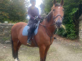 Happy hacker  16.2hh CB x Cob gelding Part loan