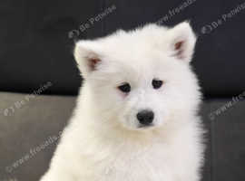 Puppies