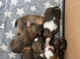 7 Gorgeous Cavapom pups (only 2 boys left now)]