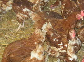 RESCUED CHICKEN'S / Egg Laying Hens £6 each 5 for£25