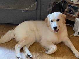 13 month old female golden retriever
