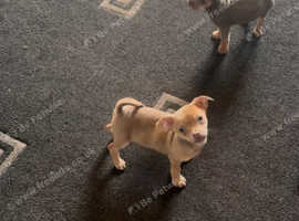3/4 chihuahua 1/4 pug