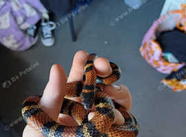 Milk snakes for clearance sale